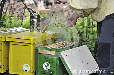 A Beekeeper working with bee quen cels Stock Photo