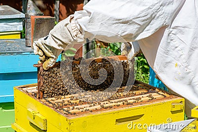 Beekeeper working on his beehives in the garden Stock Photo