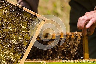 Beekeeper working on honeycomb with bees Stock Photo