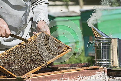 A beekeeper works at a bee apiary. Using a smoker, the beekeeper distracts the bees when inspecting the hive Stock Photo