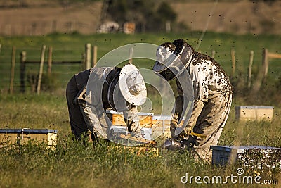 Beekeepers checking bee hives Stock Photo