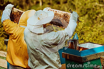 Beekeepers checking honey on the beehive frame in the field. Small business owners on apiary. Natural healthy food Stock Photo