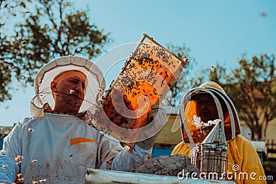 Beekeepers checking honey on the beehive frame in the field. Small business owners on apiary. Natural healthy food Stock Photo