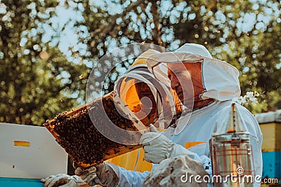 Beekeepers checking honey on the beehive frame in the field. Small business owners on apiary. Natural healthy food Stock Photo