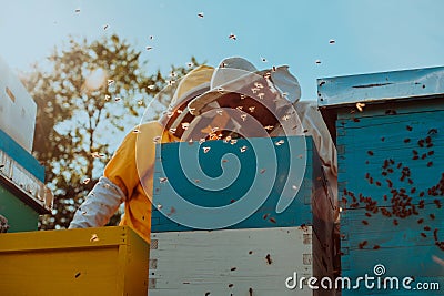 Beekeepers checking honey on the beehive frame in the field. Small business owners on apiary. Natural healthy food Stock Photo