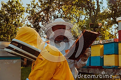 Beekeepers checking honey on the beehive frame in the field. Small business owners on apiary. Natural healthy food Stock Photo