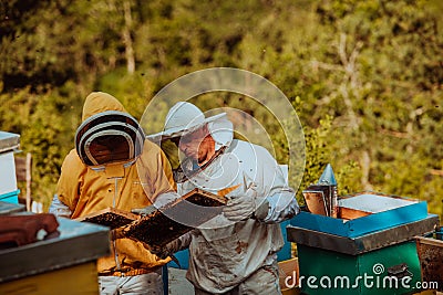 Beekeepers checking honey on the beehive frame in the field. Small business owners on apiary. Natural healthy food Stock Photo