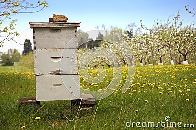 Beekeeping with Apple Trees Stock Photo