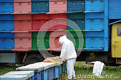Beekeeping - Beehives Stock Photo
