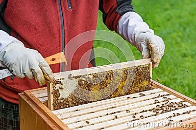 Beekeeping Stock Photo