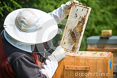 Beekeeping Stock Photo