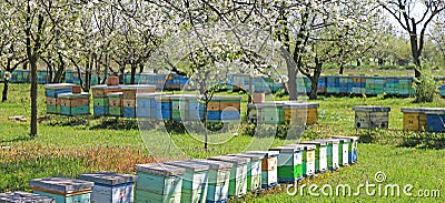 Beekeeping, bees and hives Stock Photo