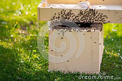 Beekeeping. Collecting escaped bees swarm from a tree. Apiary background. A swarm of European honey bees being collected. Stock Photo
