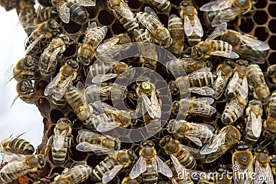 Beekeeping in the Czech Republic - honey bee, details of hive Stock Photo