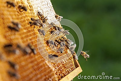 Beekeeping in the Czech Republic - honey bee, details of hive Stock Photo