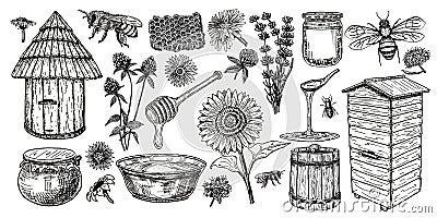 Beekeeping sketch icon set. Honey vintage set with bee beehive, glass jar and spoon, bees, melliferous flowers. Hand Vector Illustration