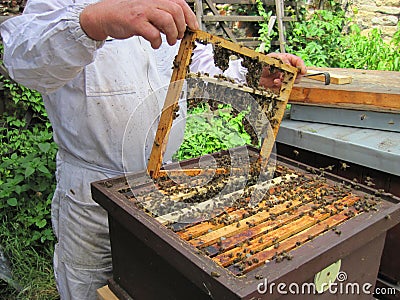 Beekeeping in the small czech farm Stock Photo