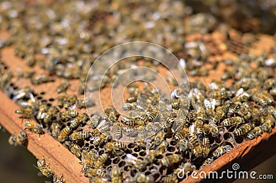 Beekeeping Stock Photo