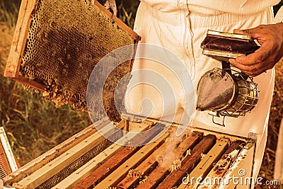 Beekeeping tool Stock Photo