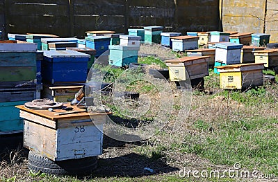 Beekeeping Stock Photo