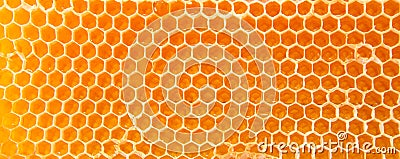 Beer honey in honeycombs. Stock Photo