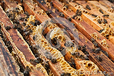 Bees Stock Photo