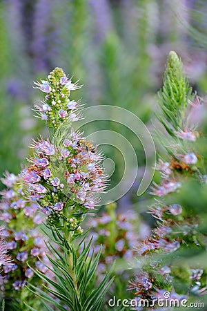 Bees gathering nectar on stalks of Pride of Madeira flowers. Stock Photo