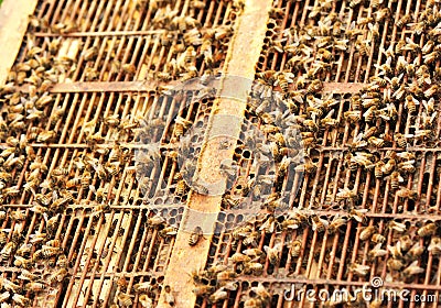 Bees at beehive Stock Photo