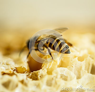 Bees in a beehive on honeycomb Stock Photo