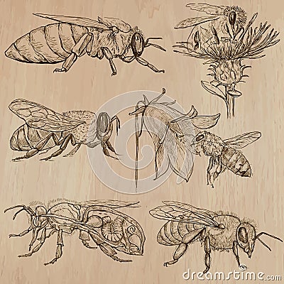 Bees, beekeeping and honey - hand drawn vector pack 3 Vector Illustration