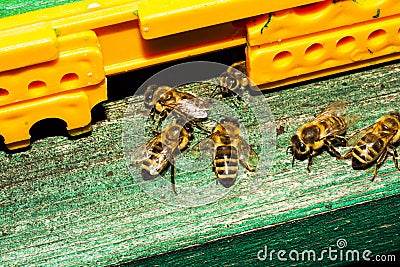 Bees Stock Photo