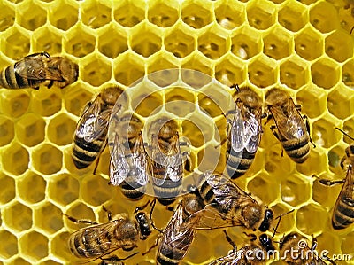 Bees build honeycombs. Stock Photo