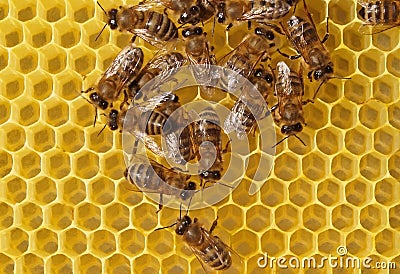 Bees build honeycombs. Stock Photo