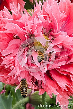 Bees and bumble bees collect poppy seeds, papaver somniferum, diligently pollen for honey Stock Photo