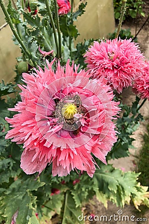Bees and bumble bees collect poppy seeds, papaver somniferum, diligently pollen for honey Stock Photo