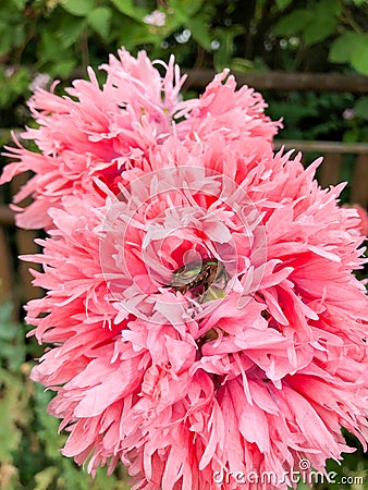 Bees and bumble bees collect poppy seeds, papaver somniferum, diligently pollen for honey Stock Photo