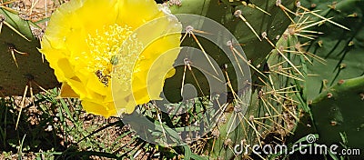 Bees cactus summer Stock Photo