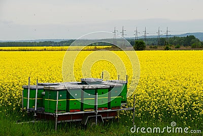 Bees and Canola Stock Photo