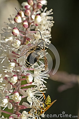 Bees on Cimicifuga Flower Stock Photo