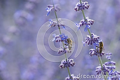 Bees close up on lavender flowers Stock Photo