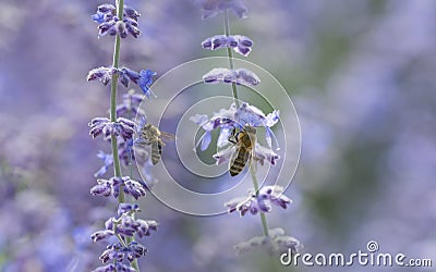 bees close up on lavender flowers Stock Photo