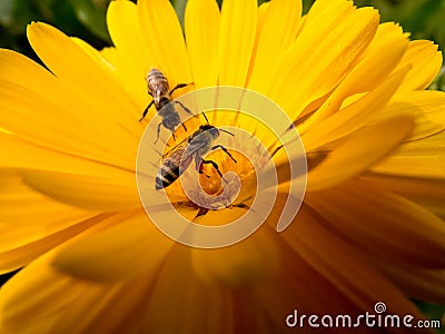 Bees collecting pollen Stock Photo