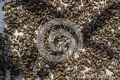 Bees crawl on honeycombs. Bees work in the hive. Apiary closeup. Honey production Stock Photo