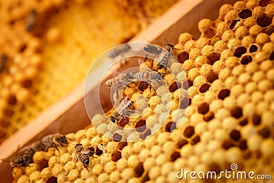 Bees creep on the honeycombs filled of honey Stock Photo