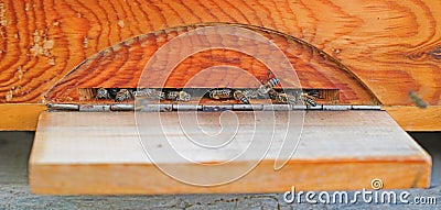 Bees entering the hive which is made of pine tree Stock Photo