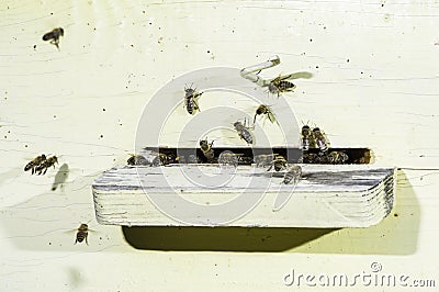 Bees entering the hive Stock Photo