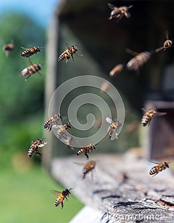 Bees in flight near beehive Stock Photo