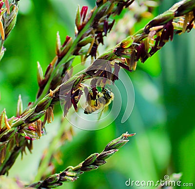 Macro photography bee on corn bouquet Stock Photo