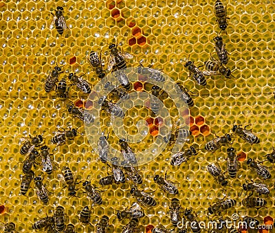 Bees, flower pollen, nectar and honey in comb Stock Photo