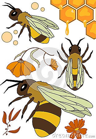 Bees, flowers and honey: vector illustration with bees, flowers and honeycomb Vector Illustration